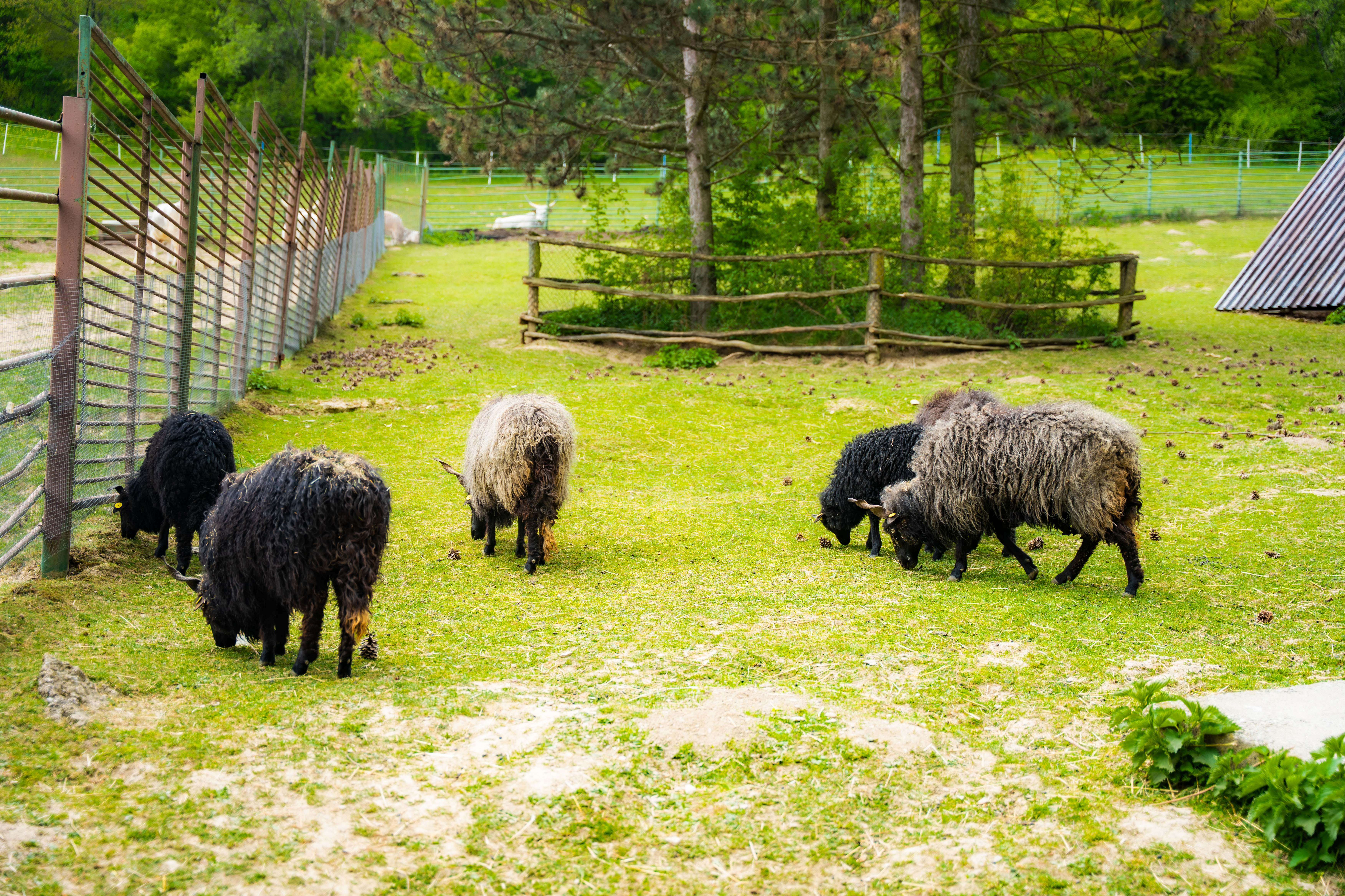 Slavnostne odomykanie vrany ZOO Kosice-1-66